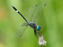 Micrathyria ocellata (Square-spotted Dasher).jpg